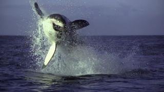Shark Superpowers