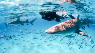 As Seen on Shark Week