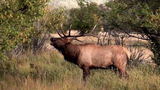 Cuddly Rhinos and Bizarre Noses