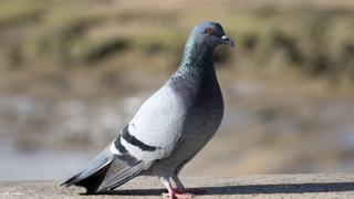 Sheep-Wrangling Dogs and Turtle Tears