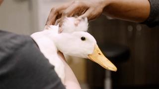 Lumpy Duck Lumpy Duck