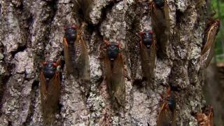 Dog Doctors and Animal Architects Dog Doctors and Animal Architects