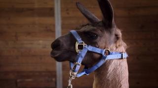 Llama Drama