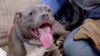 Floppy-Footed Pit Bull Floppy-Footed Pit Bull