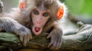 Faces of the Four Seasons