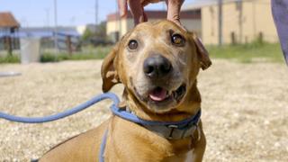 Pit Bulls and Parolees
