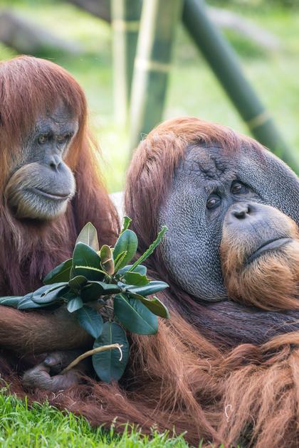 Wild Times at the San Diego Zoo