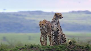 The Secret Lives of Cheetahs
