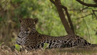 The Secret Lives of Jaguars The Secret Lives of Jaguars