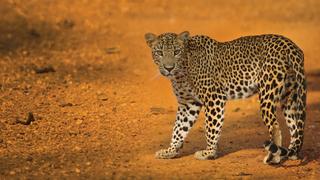 The Secret Lives of Leopards The Secret Lives of Leopards