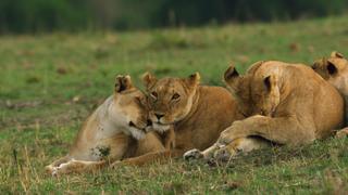 The Secret Lives of Lions The Secret Lives of Lions