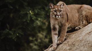 The Secret Lives of Pumas The Secret Lives of Pumas