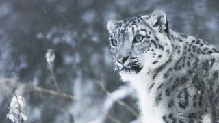 The Secret Lives of Snow Leopards The Secret Lives of Snow Leopards