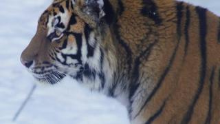 The Secret Lives of Tigers