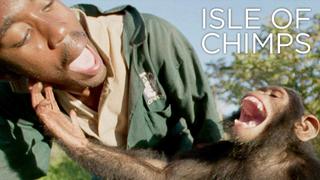 Isle of Chimps