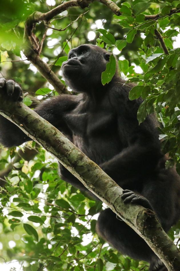 Gorillas of Gabon