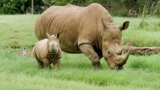 Big Day for Baby Rhino Big Day for Baby Rhino