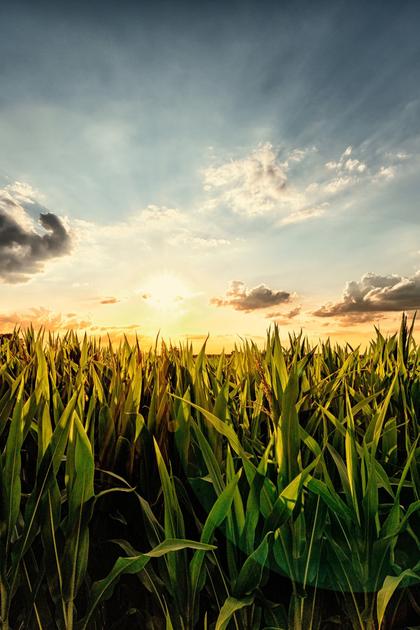 The Body in the Cornfield