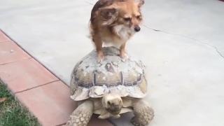 Best Friends Fur-ever Best Friends Fur-ever