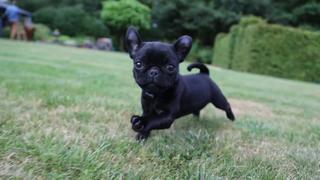 Downward Dog