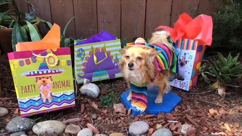 Let's Pawty!