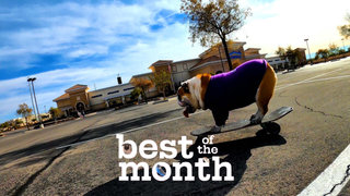 Best Pets of the Month