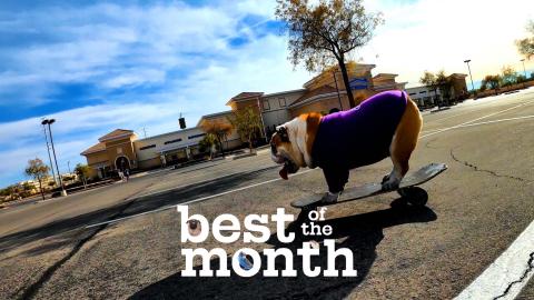 Best Pets of the Month