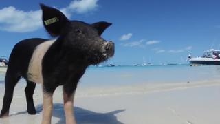 Stranger Things Stranger Things