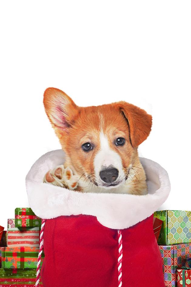 A Very Corgi Christmas