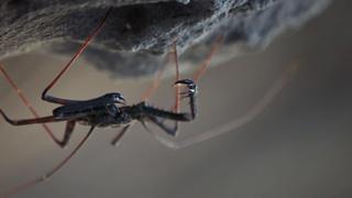 Eight-Legged Nightmare Eight-Legged Nightmare