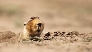 Hell Hamster Hell Hamster