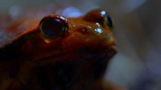 Alien Amphibian Alien Amphibian