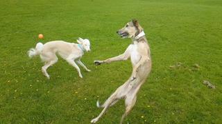 Not My Idea Not My Idea