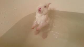 One If By Land, Cute if By Sea