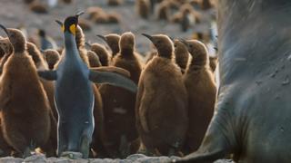 Antarctica Antarctica
