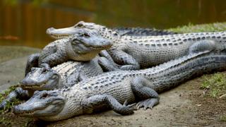 Robert's Alligator Feeding Frenzy Robert's Alligator Feeding Frenzy