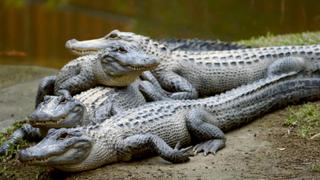 Crikey! It's the Irwins