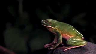 Cool Koalas and Elephant Calls Cool Koalas and Elephant Calls