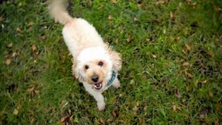 Barking Dogs and Sloth Buffets Barking Dogs and Sloth Buffets