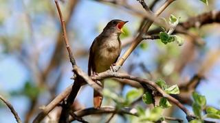 Burly Seahorses and Early Birds Burly Seahorses and Early Birds