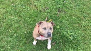 Snowy Snoot Snowy Snoot