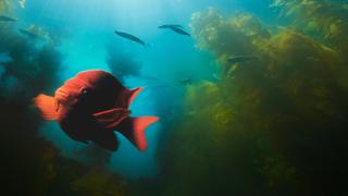 Rebirth of an Underwater Forest Rebirth of an Underwater Forest