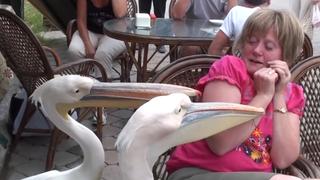 Cold Turkey Cold Turkey