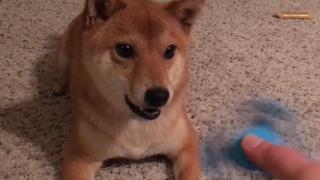 Santa Paws Santa Paws