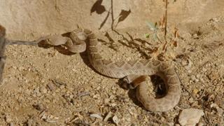 Robert & the Rattlesnakes