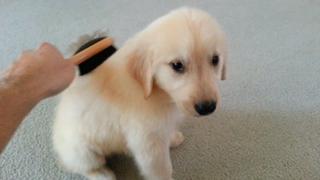 Pulling Puppy Weight