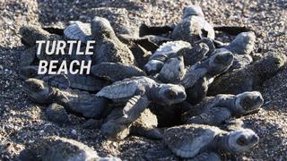 Turtle Beach