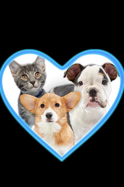 Give A Dog A Home Live!