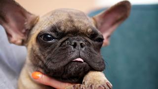 Frenchie Fix