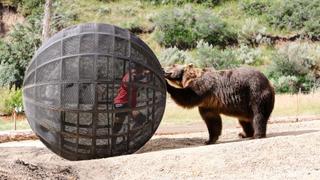 Human Kannonball Human Kannonball